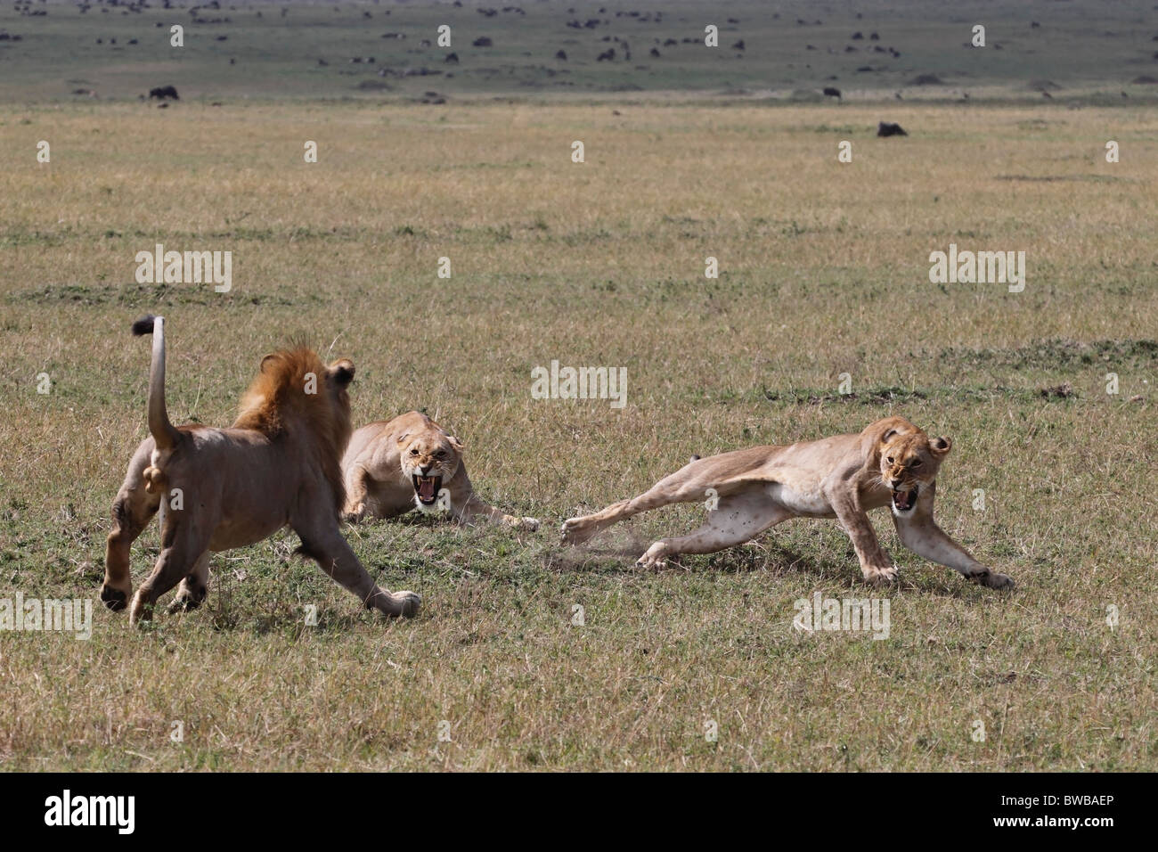 Grand mâle lion attaquant deux lionnes. Banque D'Images