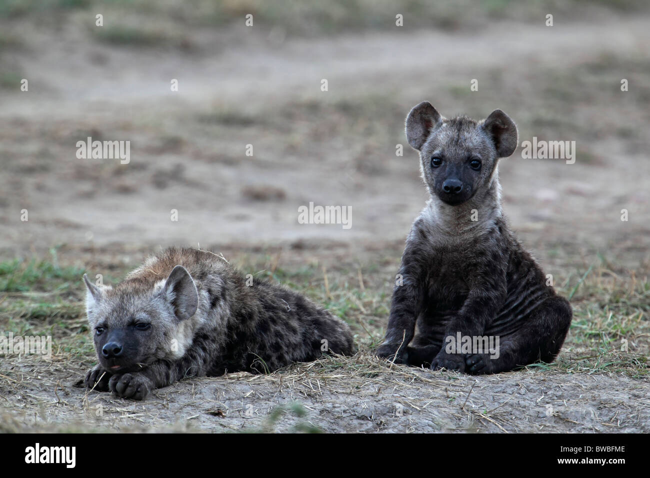 Les jeunes hyènes avant de leur tanière, Masai Mara, Kenya. Banque D'Images