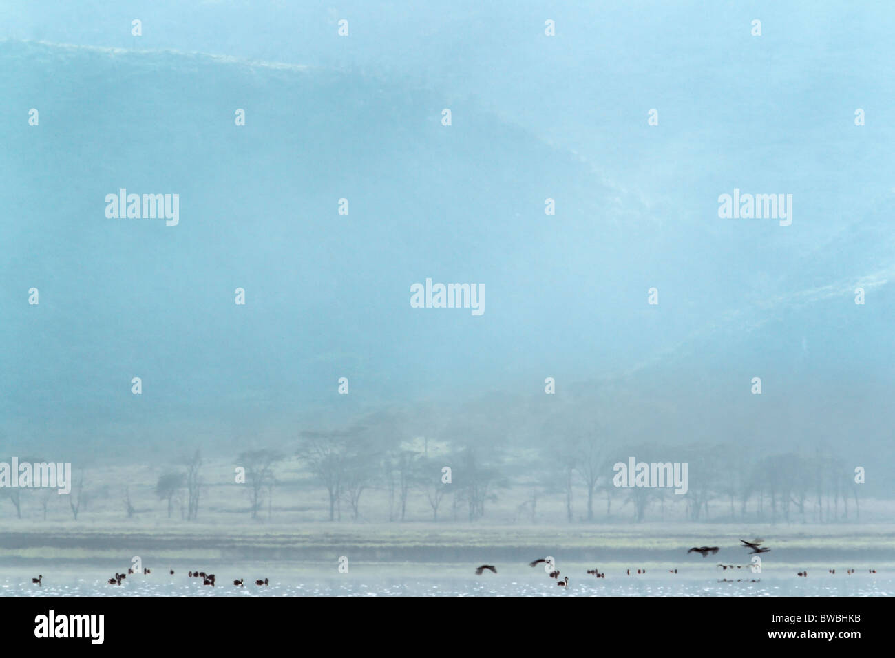 Du lac Nakuru au Kenya, la brume du matin. Banque D'Images