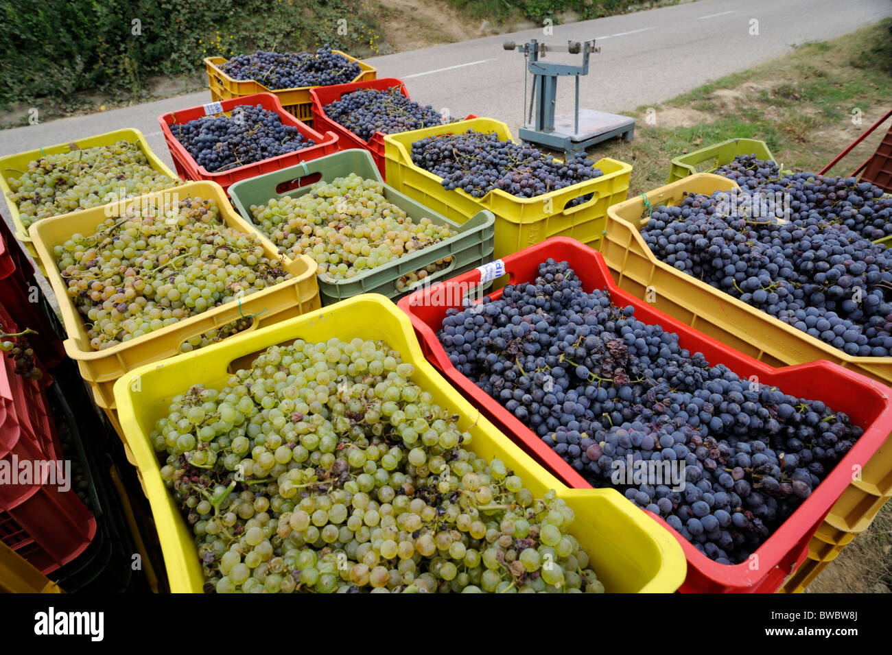 Italie, Basilicate, Roccanova, vendanges Banque D'Images