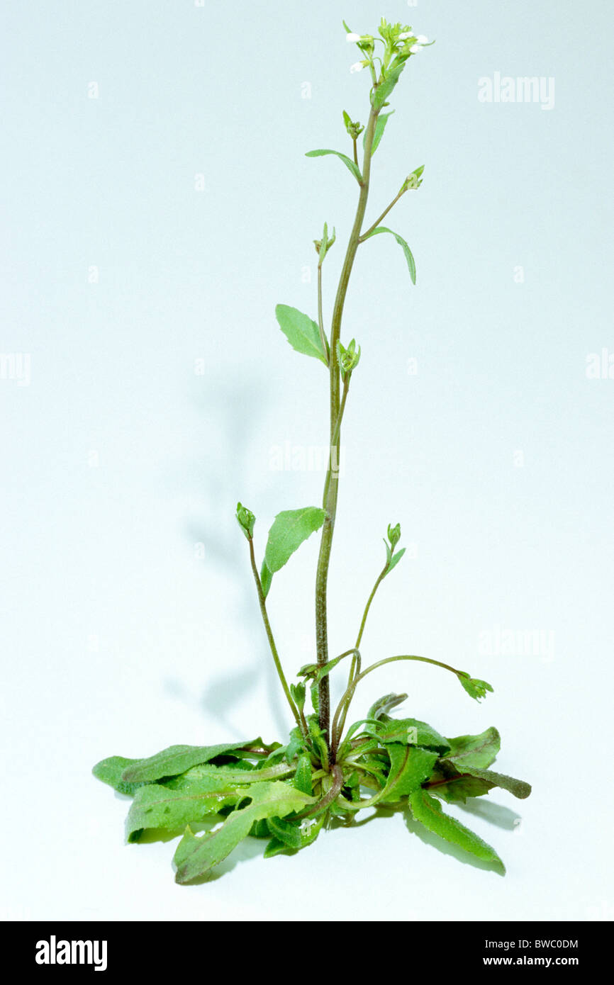 L'arabette de thalius (Arabidopsis thaliana), plante à fleurs, studio photo. Banque D'Images
