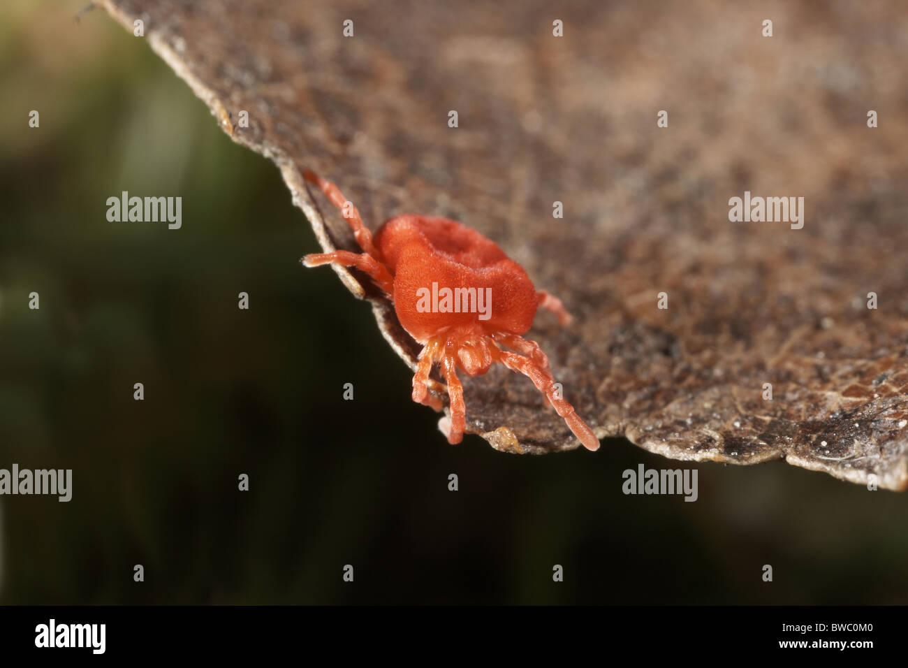 Le velours rouge, acarien Trombidium holosericeum ou rouge terre mite, UK Banque D'Images