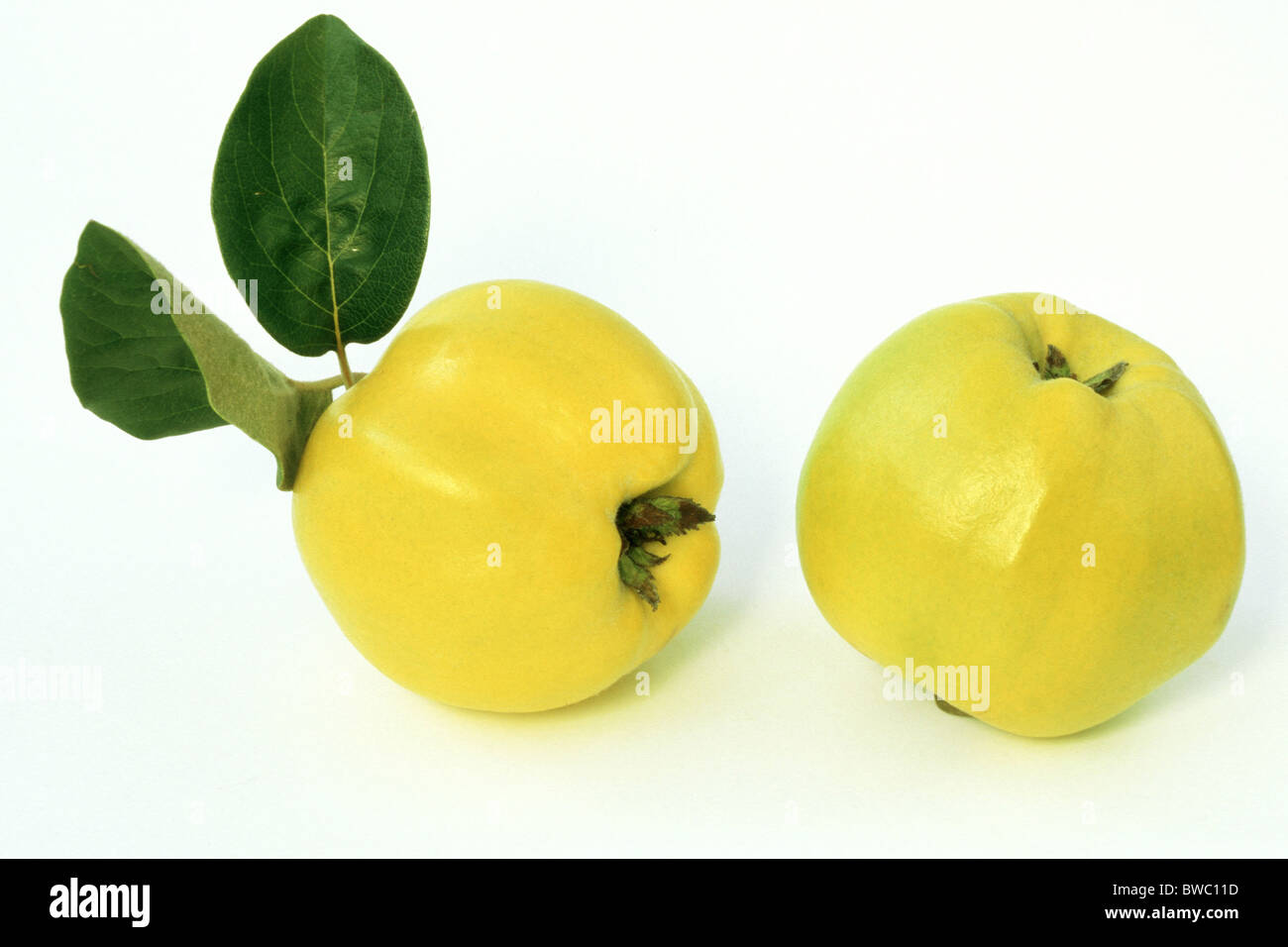 Le cognassier (Cydonia oblonga var. maliformis), variété : Lekovacz, fruit mûr, studio photo. Banque D'Images