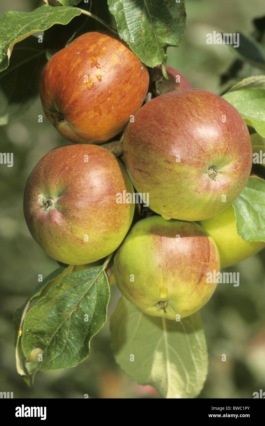 Pommier (Malus domestica), variété : Altlaender Pfannkuchen, fruit mûr sur un arbre. Banque D'Images