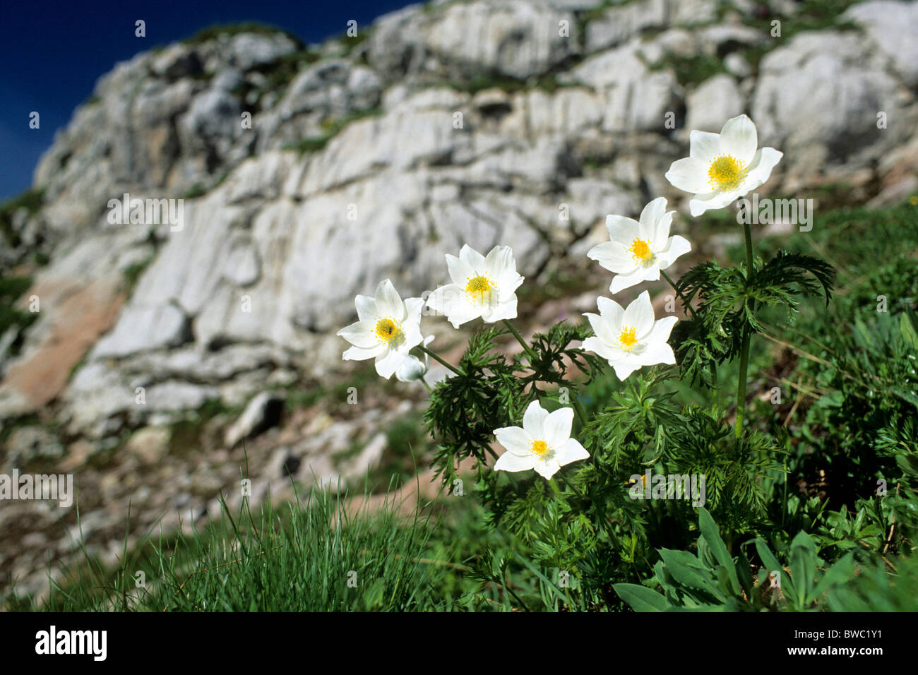 Pasqueflower Pulsatilla alpina Alpine (, Anemone alpina), la floraison. Banque D'Images
