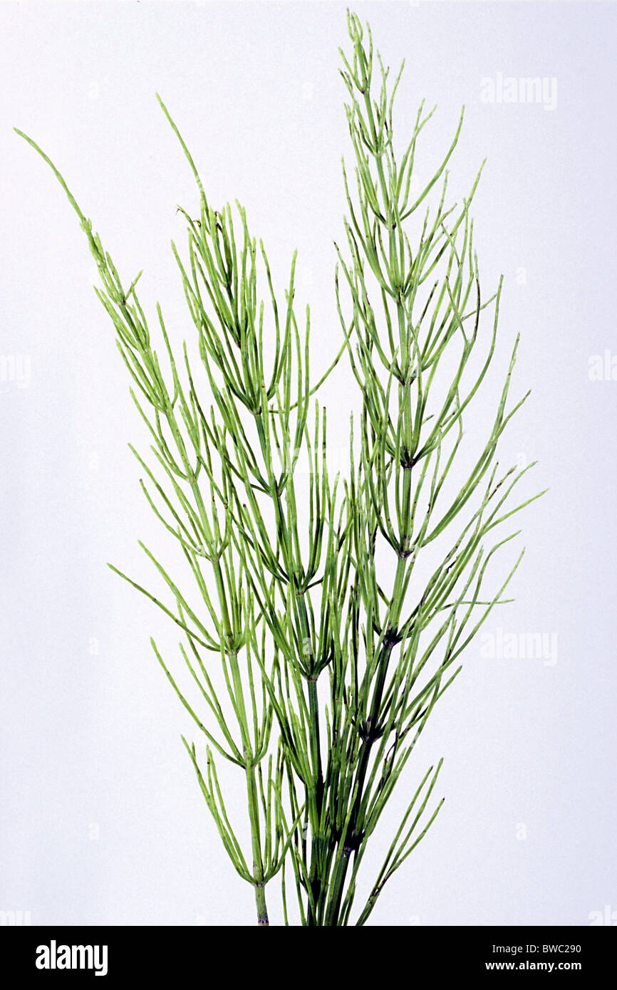 La prêle (Equisetum arvense), de tiges, studio photo. Banque D'Images
