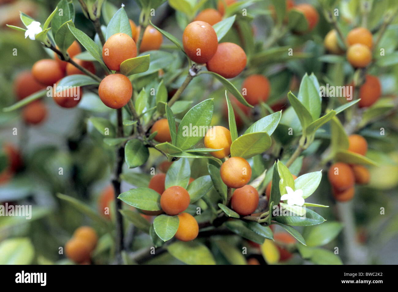 Oponce Alyxia, fruit de la chaîne, Sea-Box (Alyxia ruscifolia), des branches avec des fruits. Banque D'Images
