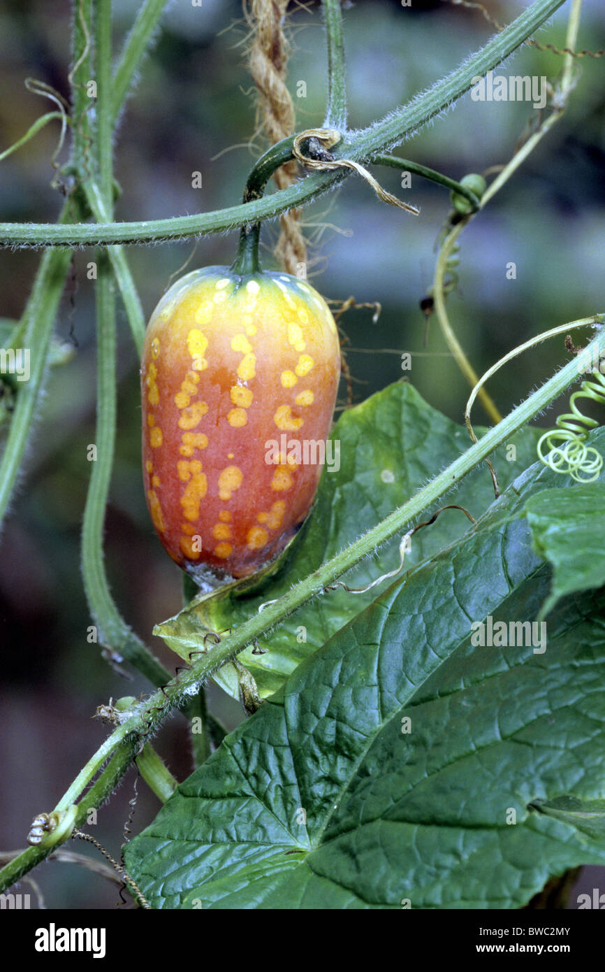 Scarlet-fruits Gourd, Anchote (Coccinia abyssinica), des fruits sur la plante. Banque D'Images