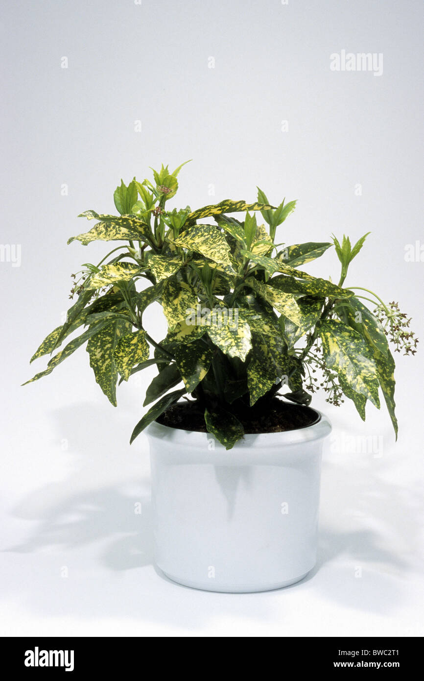 Aucuba, Laurel (Aucuba japonica), plante en pot, studio photo. Banque D'Images
