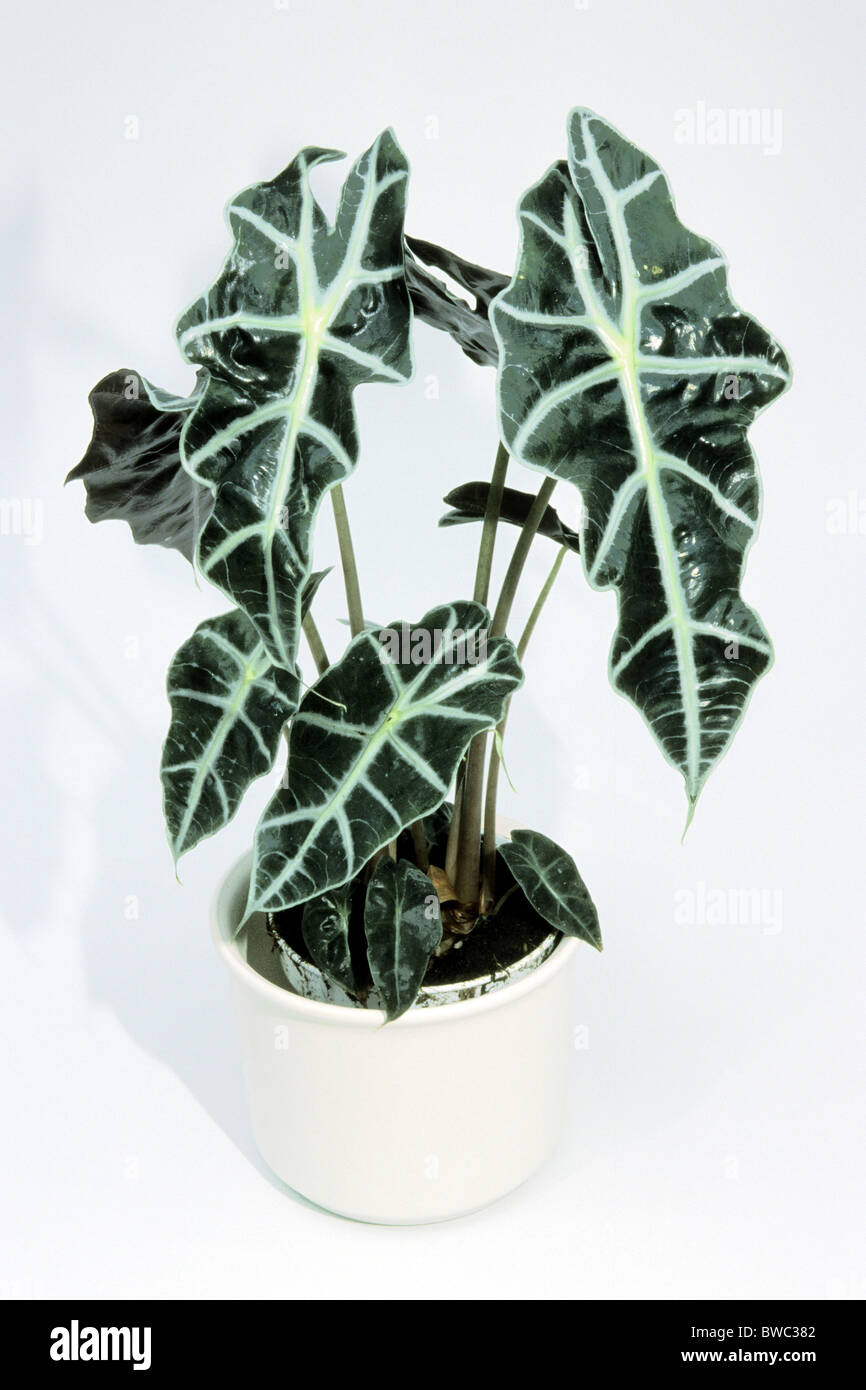 Kris (plante Alocasia sanderiana), variété : Polly, plante en pot, studio photo. Banque D'Images