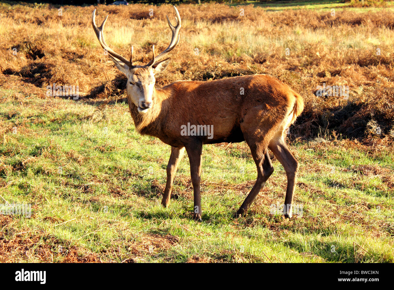 Red Stag Deer Park, Londres, à Richmond, Surrey, England, UK Banque D'Images