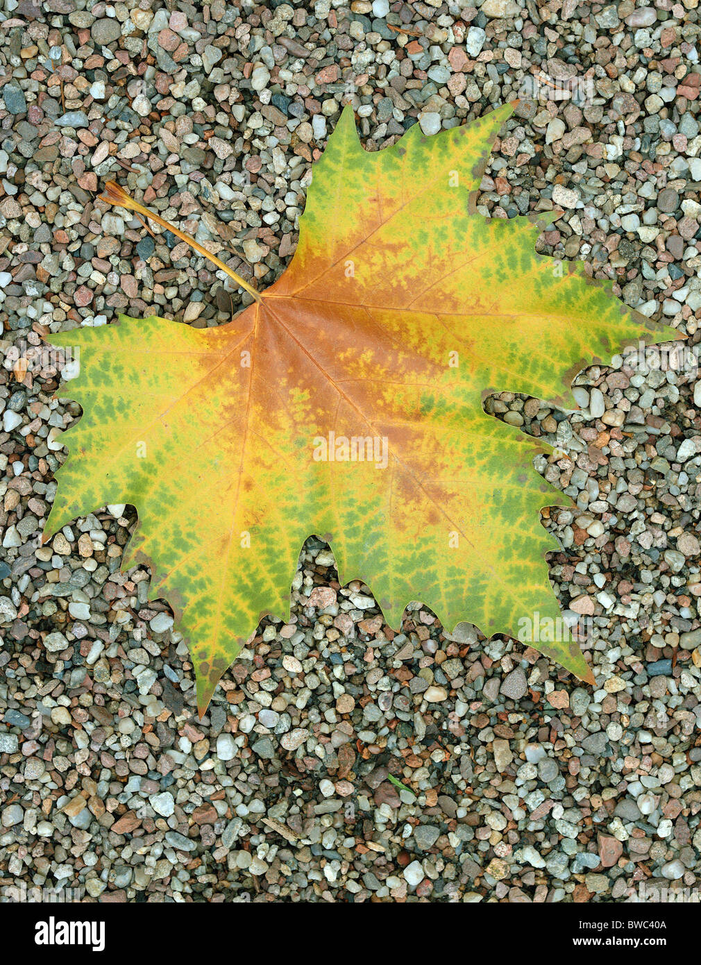 Arbre plan feuille d'automne sur les grits Platanus acerifolia Banque D'Images