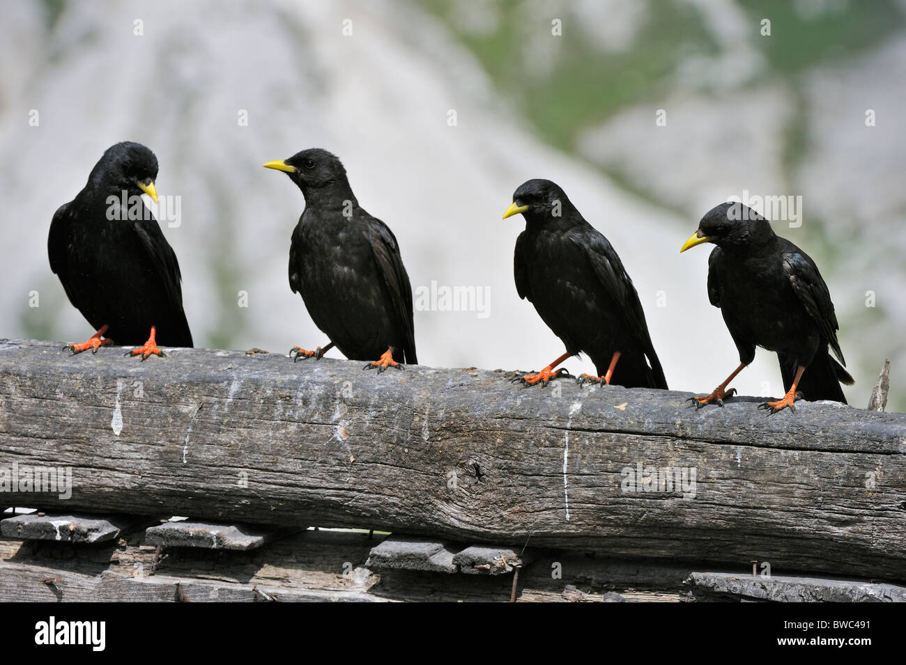 Alpine Chough / Crave à bec jaune (Pyrrhocorax graculus) troupeau perché sur clôture en bois, Dolomites, Italie Banque D'Images