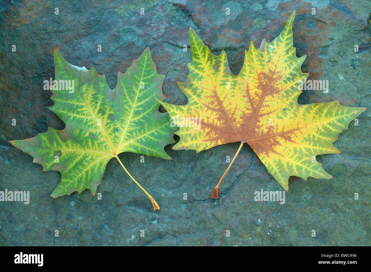 Platane deux feuilles d'automne sur le Platanus acerifolia pierre bleuâtre Banque D'Images