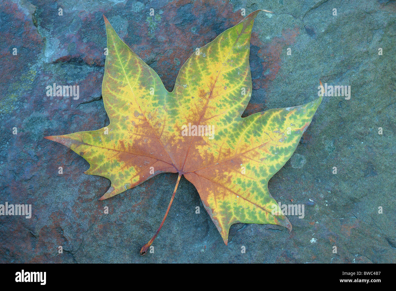 Arbre plan feuille d'automne sur le Platanus acerifolia pierre bleuâtre Banque D'Images