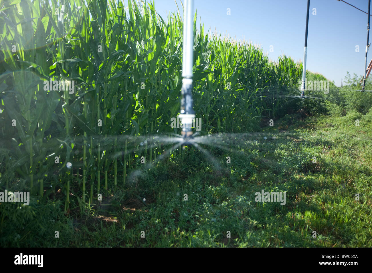 Les pulvérisations d'eau sur une tête champ de maïs en zone agricole du Texas Panhandle. Banque D'Images