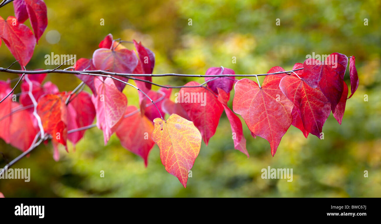 Les feuilles d'automne de Cercis canadensis Nom commun Forest Pansy Banque D'Images