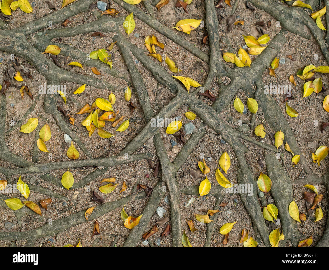 Racines et feuilles jaunes , image prise d'en haut, utile pour l'arrière-plan Banque D'Images