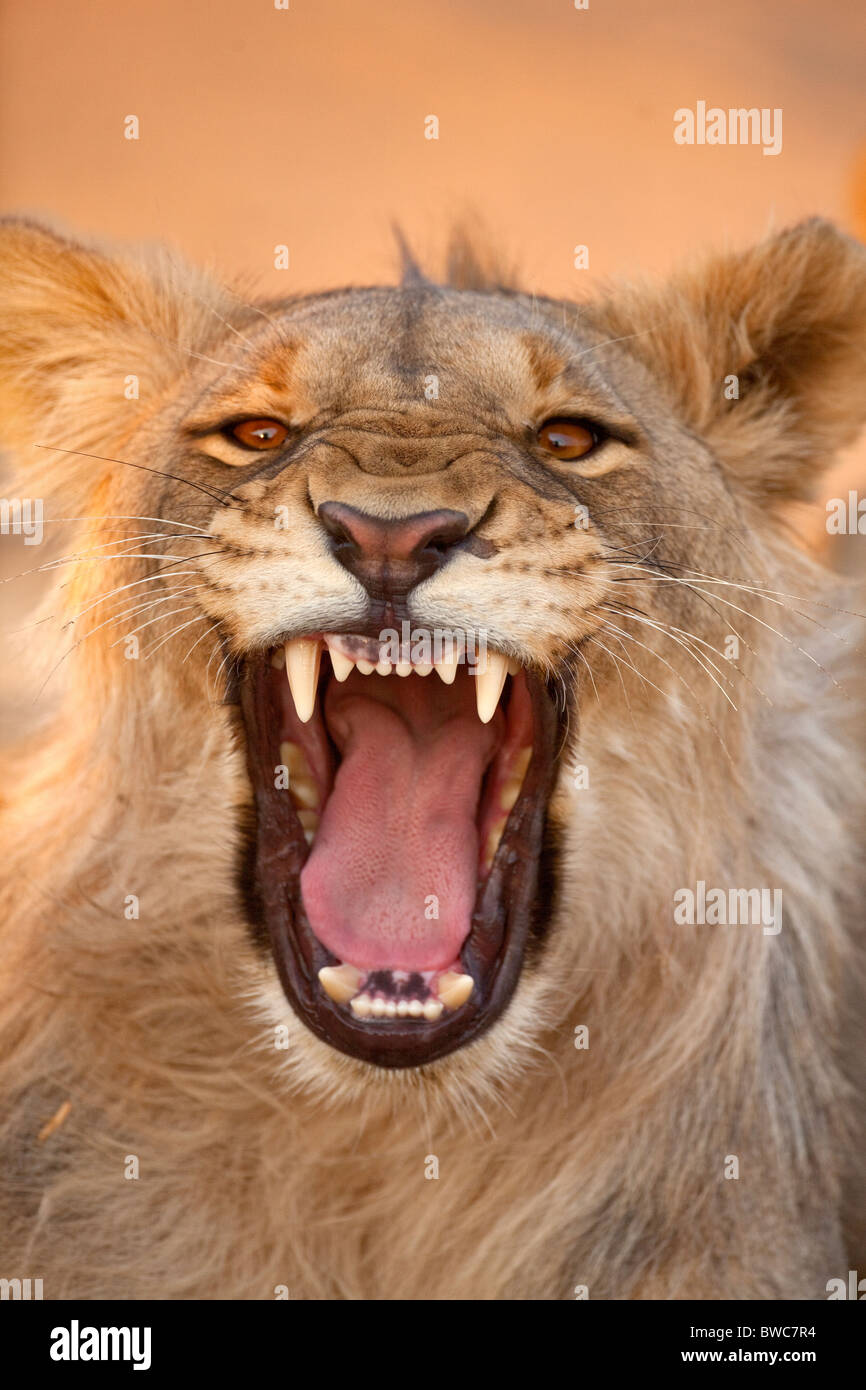 Young male lion à un trou d'eau, la Namibie Banque D'Images