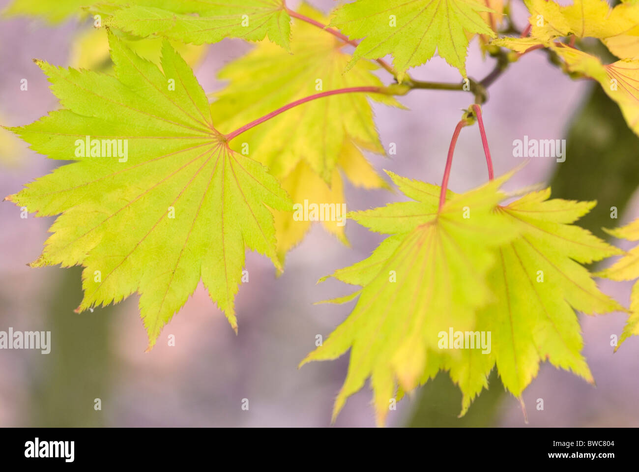 ACER SHIRASAWANUM ÉRABLE PLEINE LUNE D'OR Banque D'Images