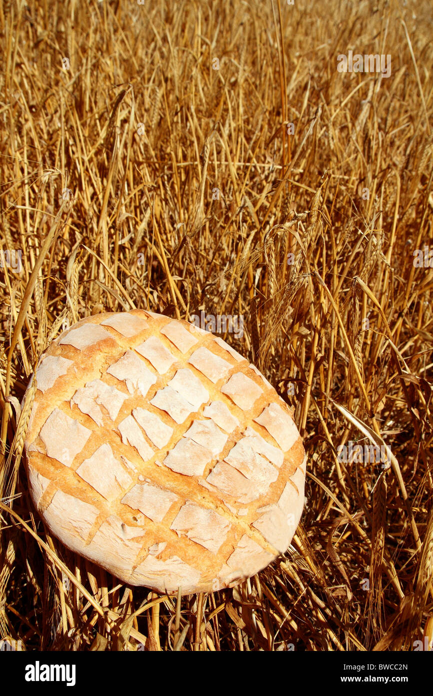 Pain bun rond sur fond de paille de blé d'or Banque D'Images