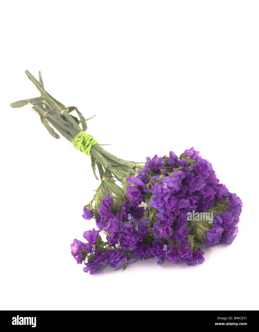 Petit bouquet de fleurs mauve statice sur fond blanc Banque D'Images