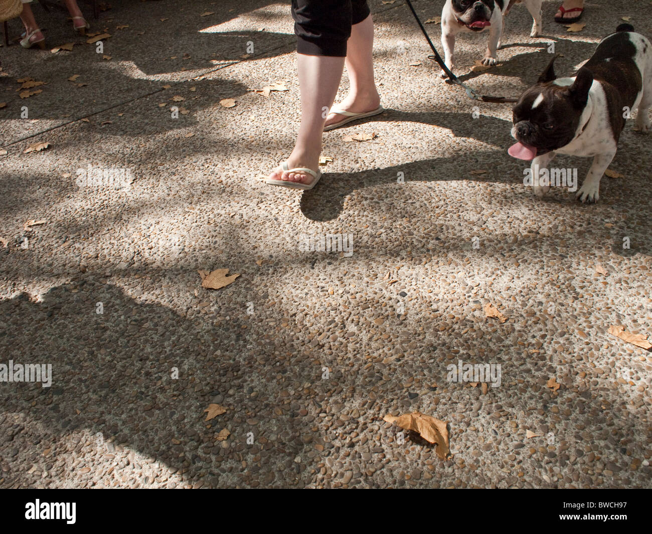 Femme marche deux chiens dans un parc à Perpignan sud-ouest de la France Banque D'Images