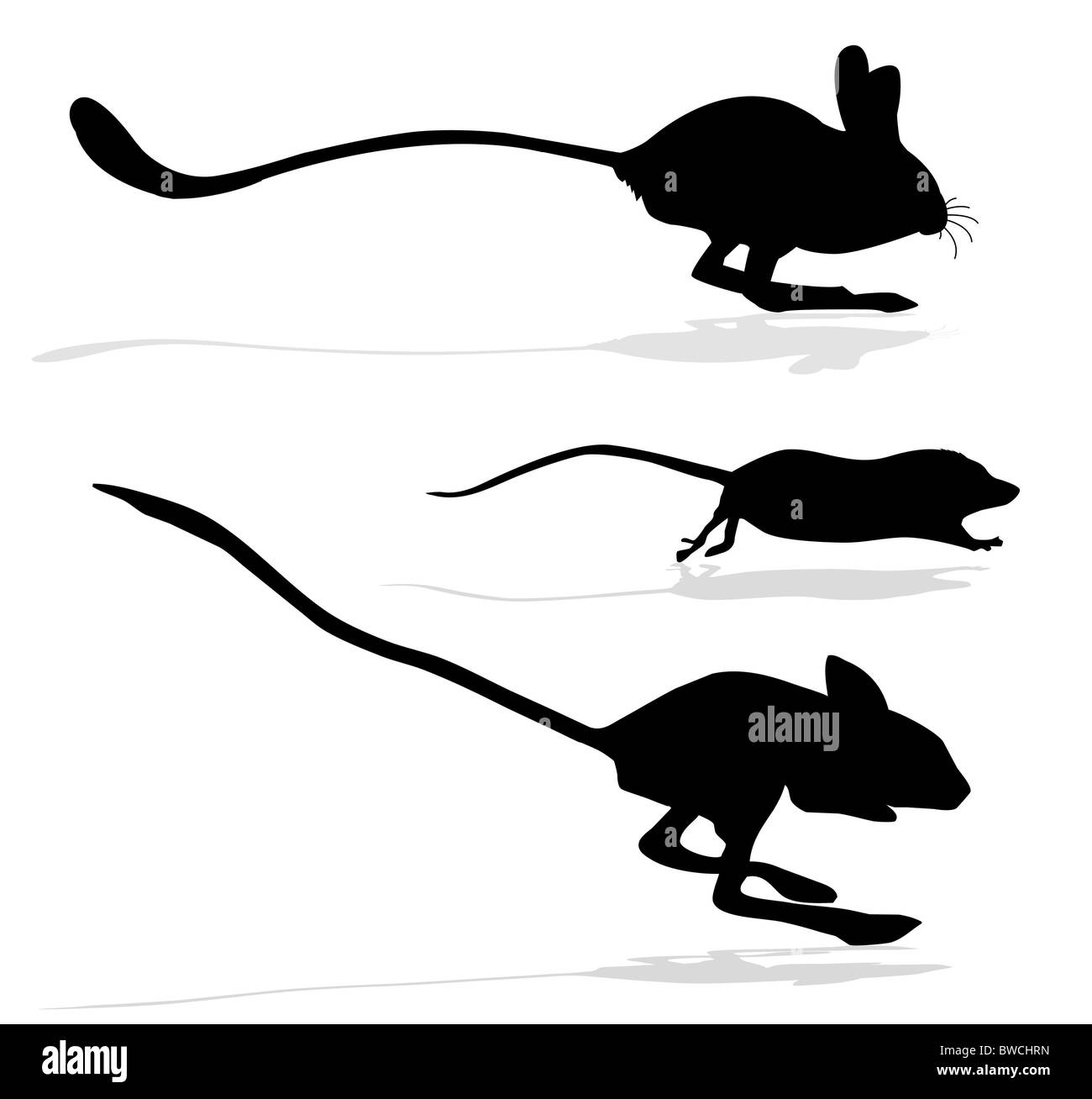 Silhouettes des rats et jerboa sur fond blanc Banque D'Images