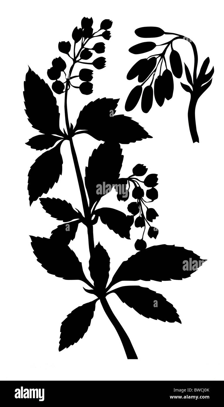 Vector silhouette de la vinette sur fond blanc Banque D'Images