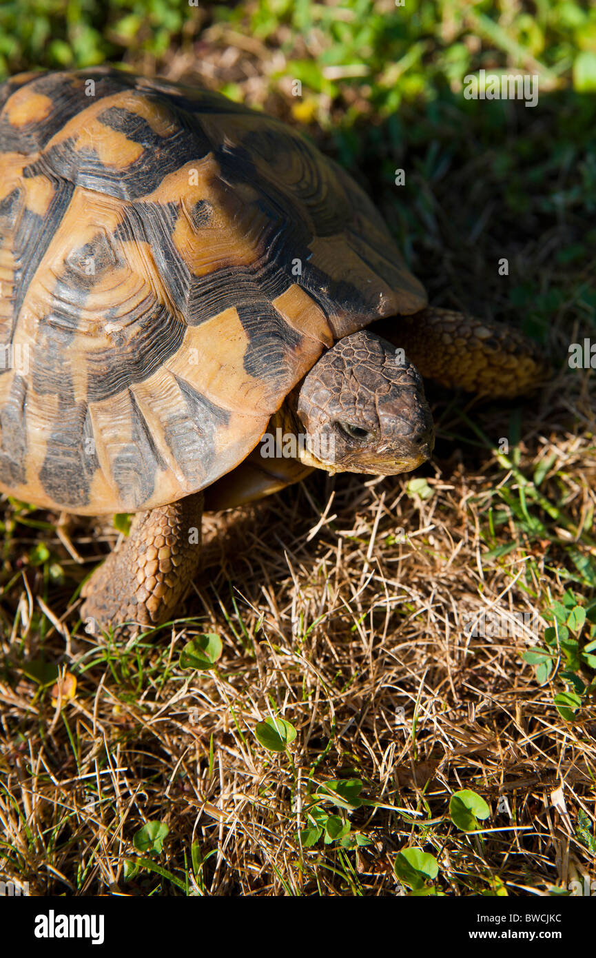 Une tortue sur un champ d'herbe Banque D'Images