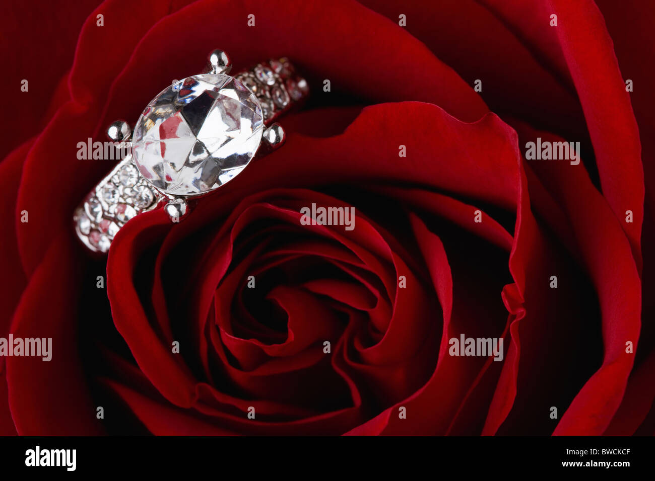 États-unis, Illinois, Metamora, anneau de diamant sur rose rouge Banque D'Images