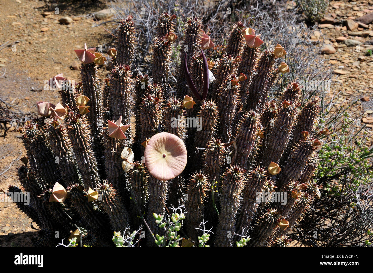 Plante Hoodia et fleur. L'Afrique du Sud. Banque D'Images