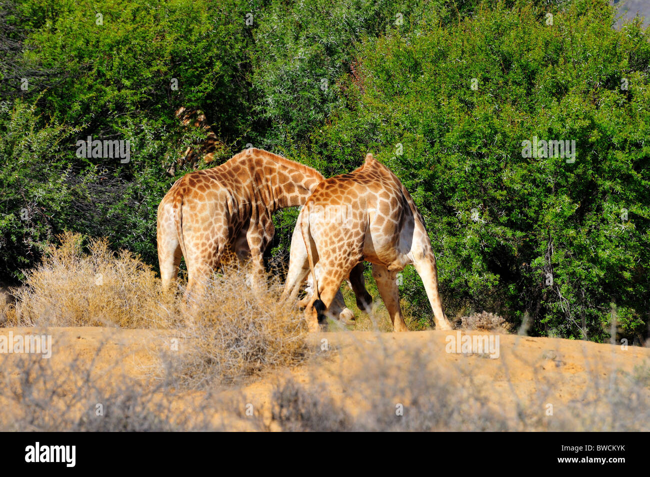 Une paire de girafes combats dans la nature. L'Afrique du Sud. Banque D'Images