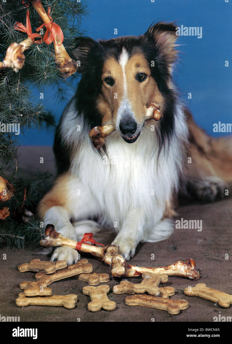 Nom de scène LASSIE Colley chien pendant plusieurs acteurs. C'est Lassie Jnr, fils du premier film Lassie Banque D'Images