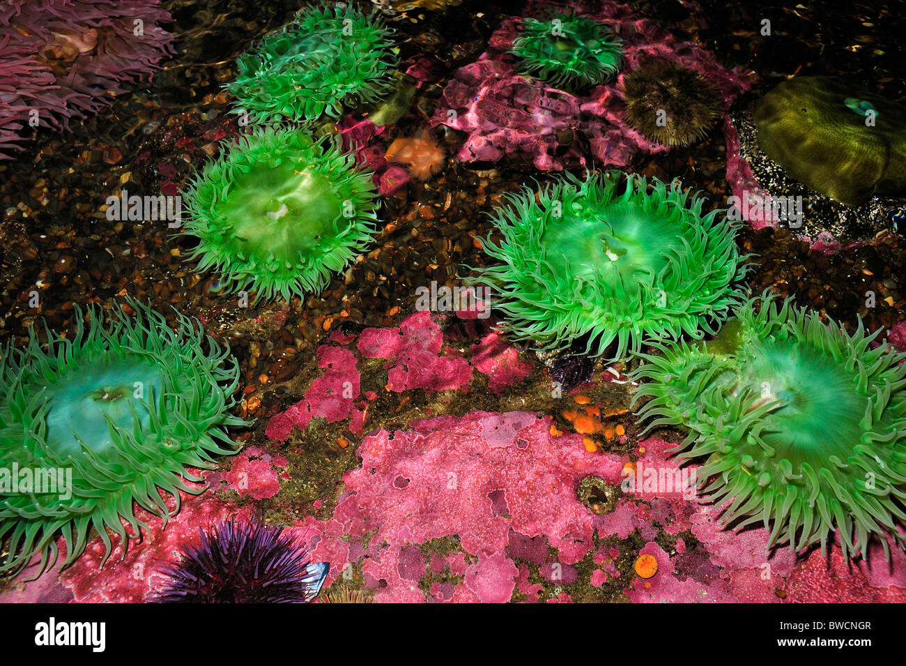 Vert géant, anémone Anthopleura xanthogrammica, captive Banque D'Images
