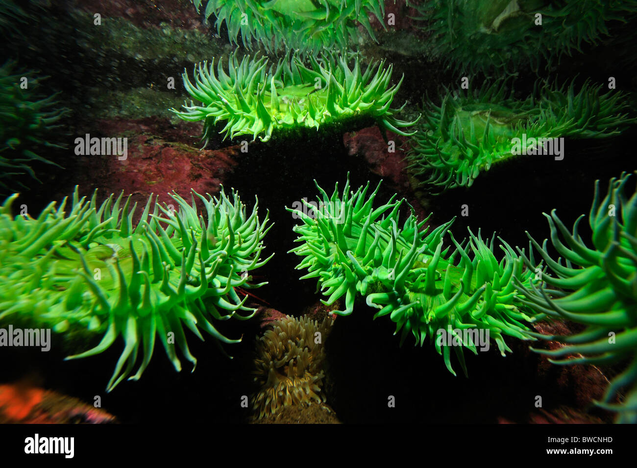 Vert géant, anémone Anthopleura xanthogrammica, captive Banque D'Images