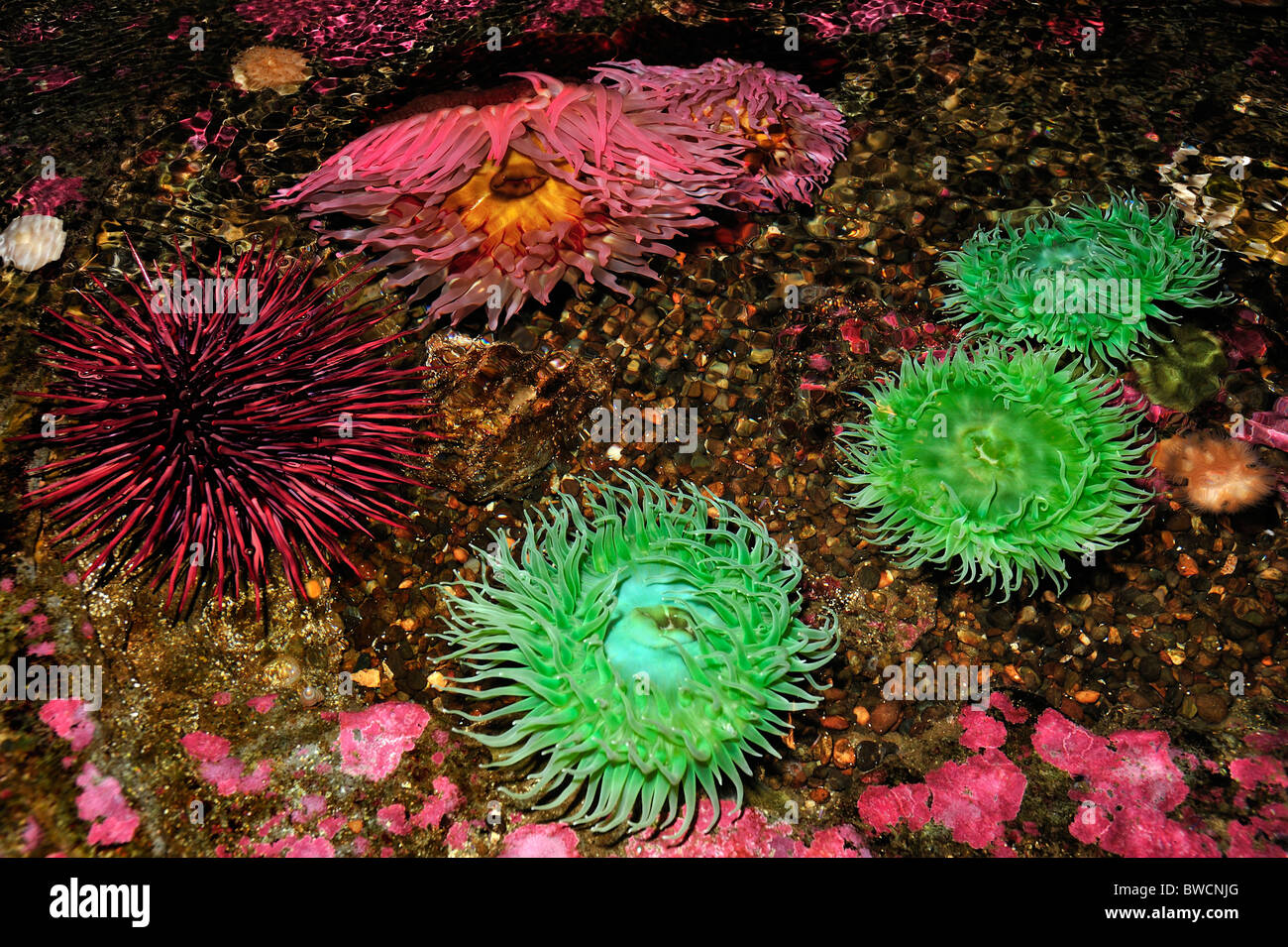 Vert géant, anémone Anthopleura xanthogrammica et Urticina lofotensis et Red sea urchin Strongylocentrotus, fransciscanus Banque D'Images