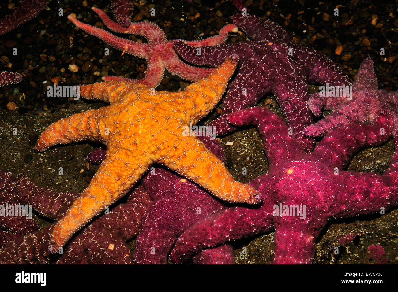 Les étoiles de mer ocre, Pisaster ochraceus, captive Banque D'Images
