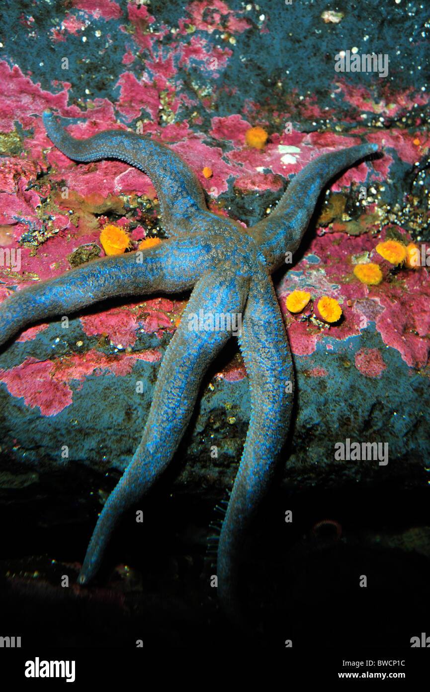Sea Star, Linckia sp., captive Banque D'Images