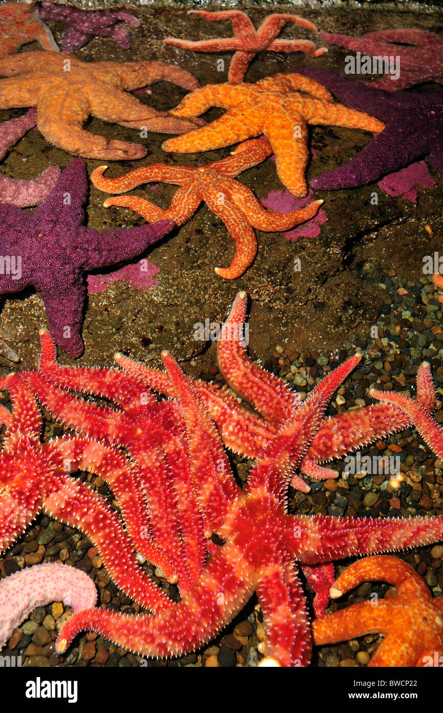 Les étoiles de mer ocre, Pisaster ochraceus, et l'étoile de mer, arc-en-Orthasterias koehleri, captive Banque D'Images
