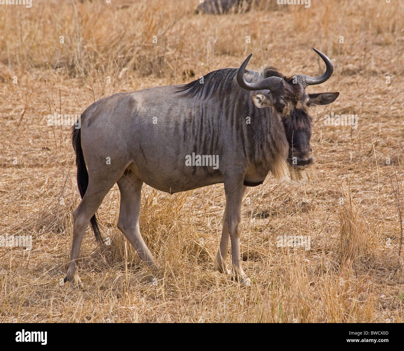 Un puissant gnous migrateurs dans la savane africaine. Banque D'Images