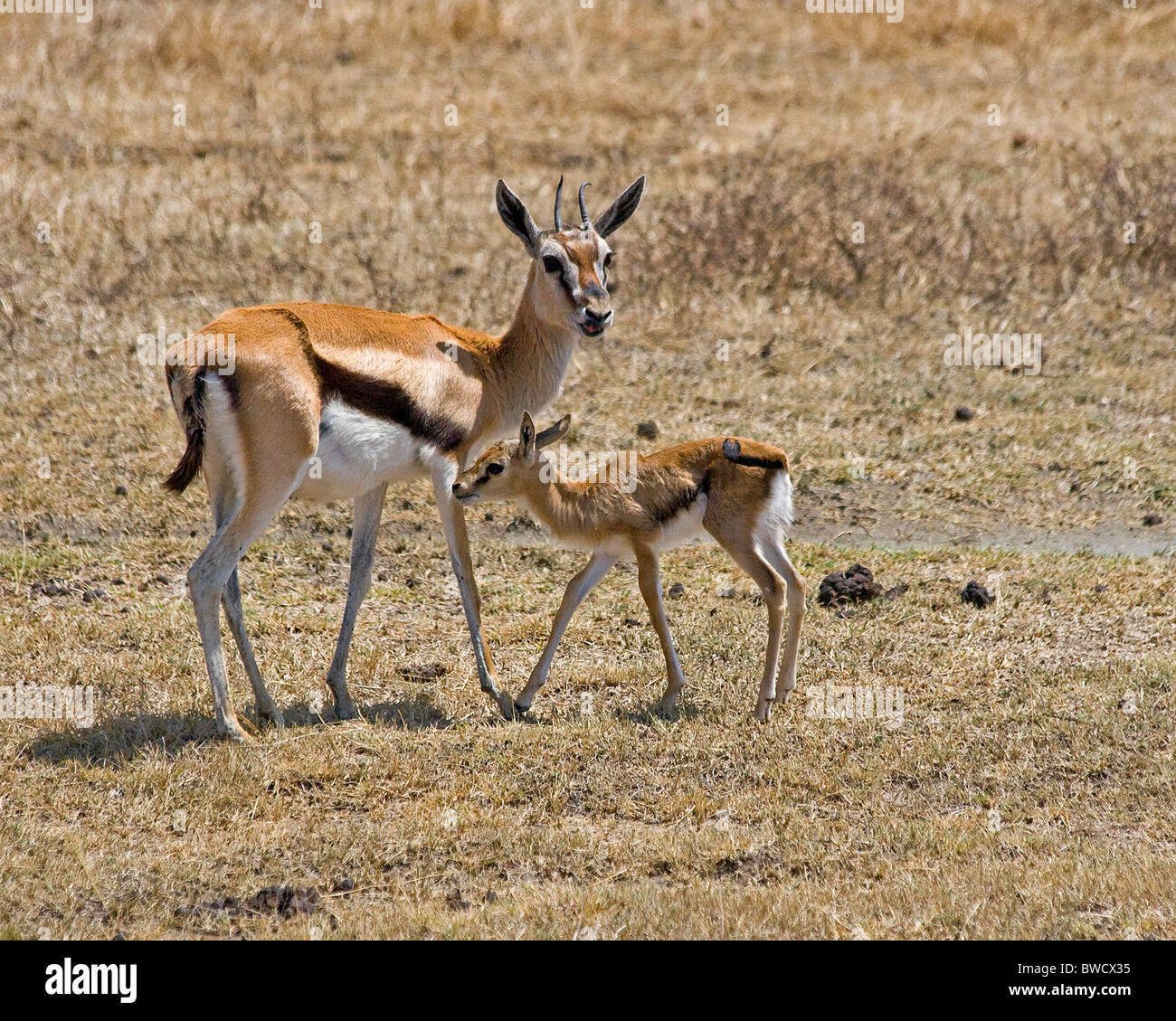 Gazelle de Thompson sur la savane dans le cratère du Ngorongoro, en Tanzanie. Banque D'Images