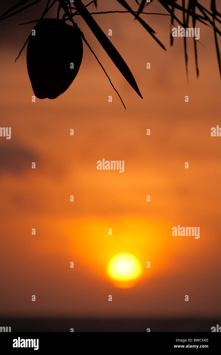 Coucher de soleil sur l'Océan Indien avec une noix de coco à l'avant-plan, Sri Lanka Banque D'Images