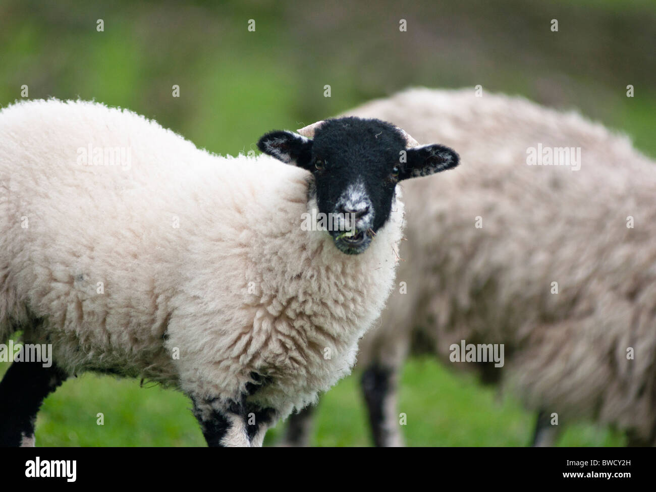 Mouton Drole Banque D Image Et Photos Alamy