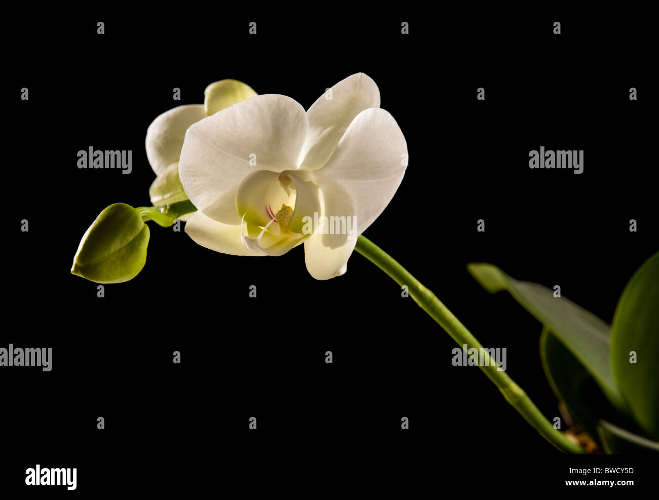 Orchidée phalaenopsis rétroéclairé blanc sur noir isolé Banque D'Images
