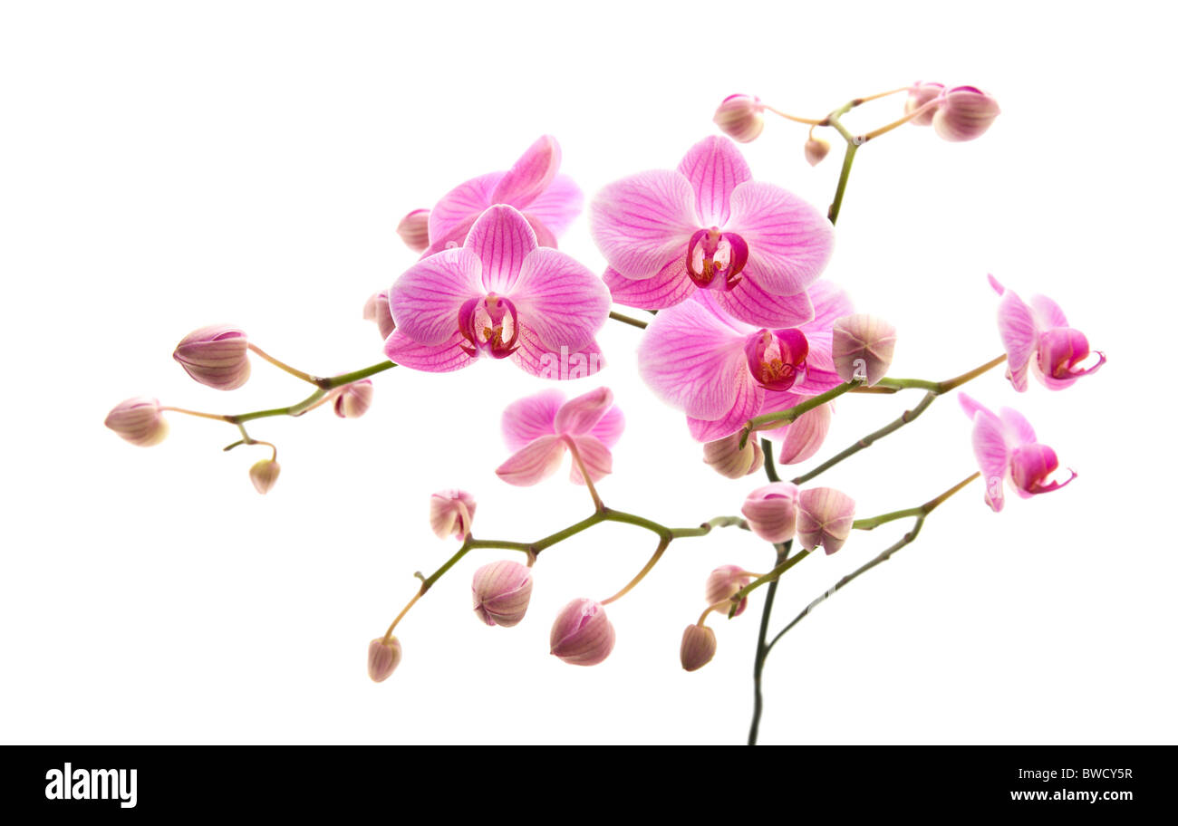 Abondante floraison de l'orchidée phalaenopsis rose stripy isolé sur blanc ; Banque D'Images