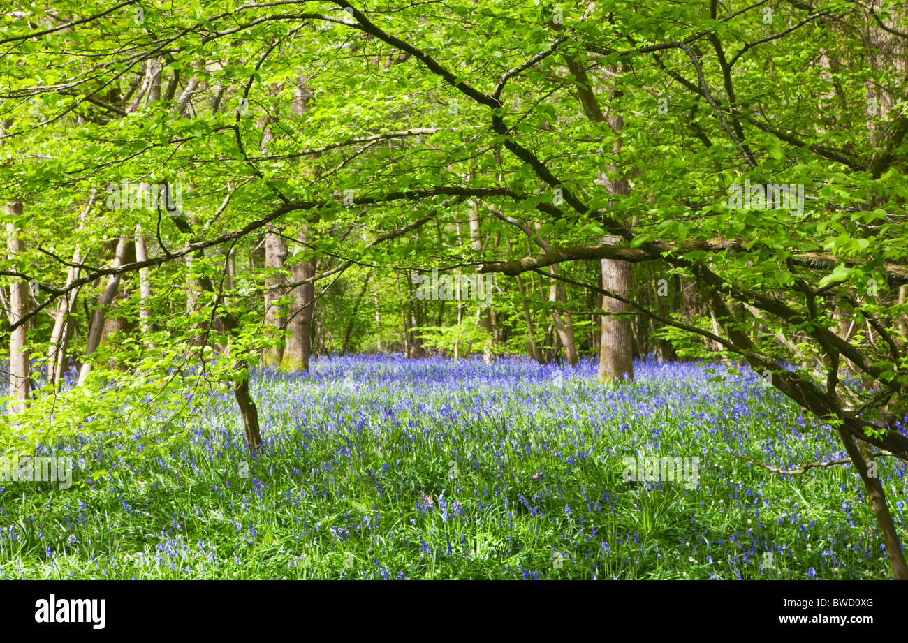 Jacinthes en bois ; ; Arlington East Sussex, l'Angleterre, Grande-Bretagne Banque D'Images
