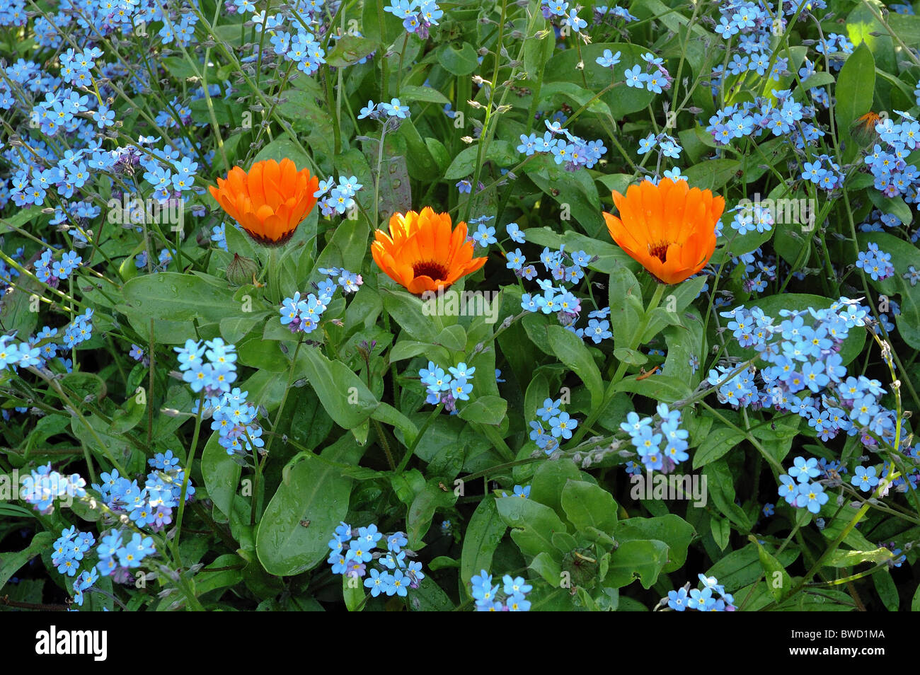 Forget-me-nots et fleurs de Myosotis arvensis et Calendula officinalis Banque D'Images