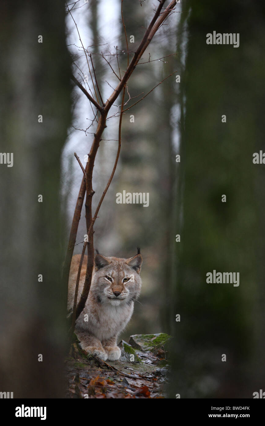 Lynx dans la forêt Banque D'Images