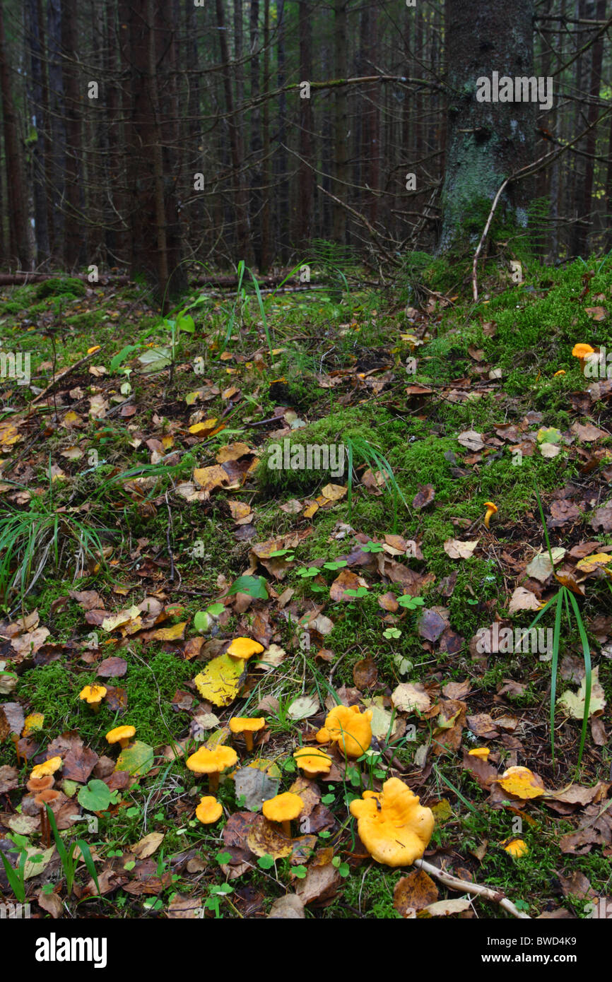 Chanterelles jaunes (Cantharellus cibarius) champignons poussant sur le sol. L'Europe, de l'automne. Banque D'Images